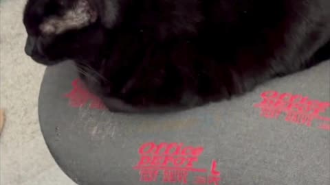 Cute Precious Piper Practices Her Loaf Stance - My Adopted Shelter Cat Vlog #shorts