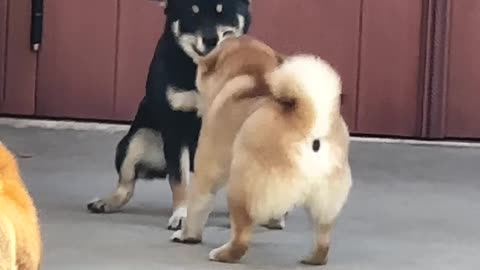 "I'd rather break a tooth than give up my toy!" (that's what my little sister says)​