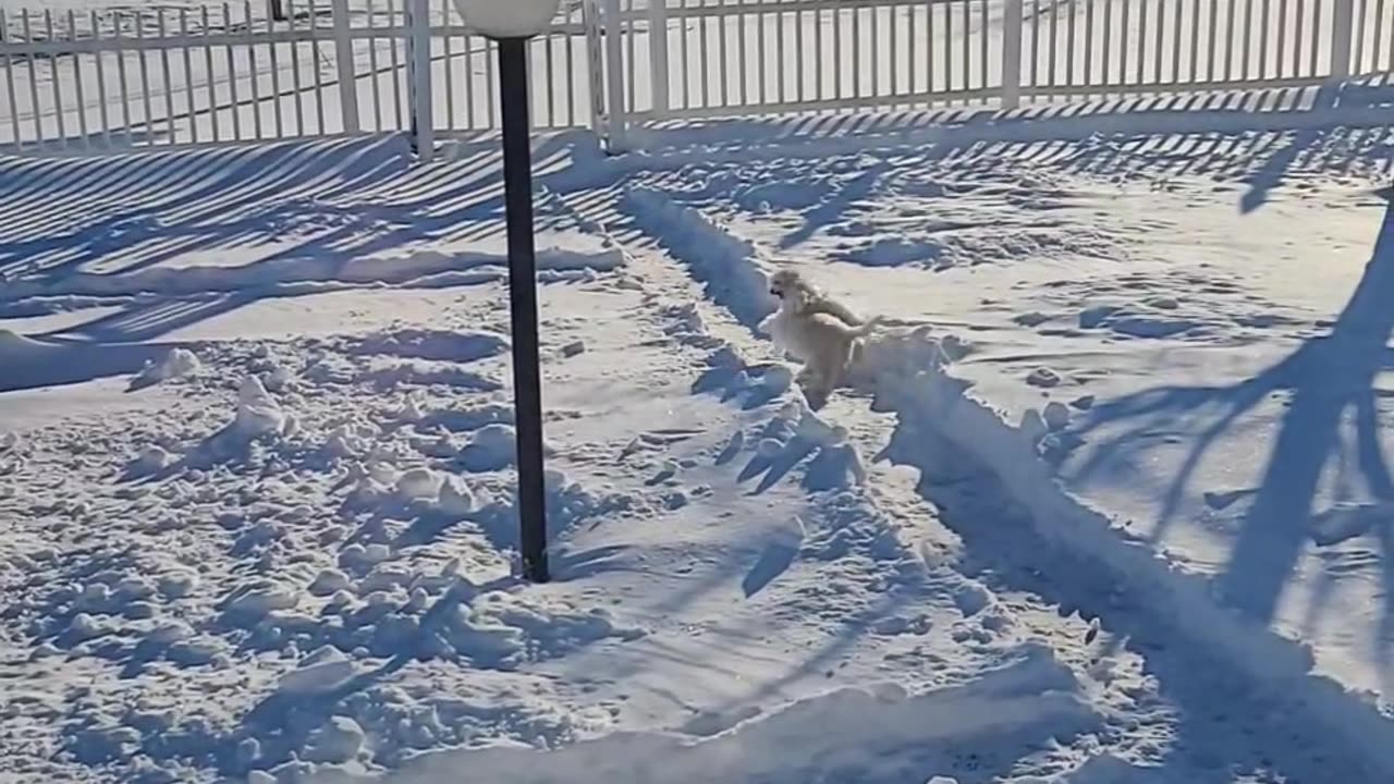 Little Dogs Run Around Yard's Snow Track