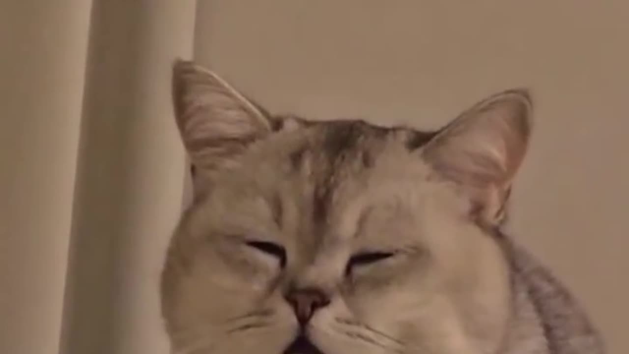 Cutest Cats Falling Asleep