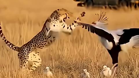 Secretary bird Protect Its Chick from a Cheetah’s Attack