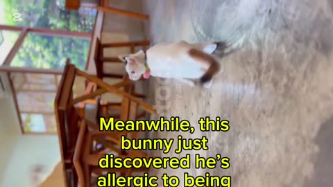 Hilarious Animal Fails You Can’t Stop Watching!