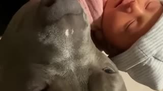 The New Baby and the Loyal Dog ❤️😊