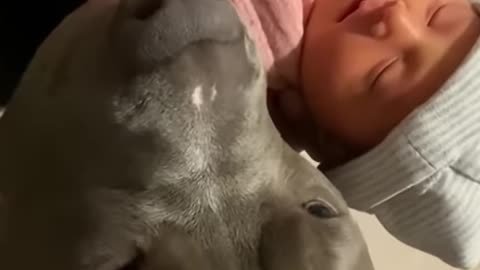 The New Baby and the Loyal Dog ❤️😊