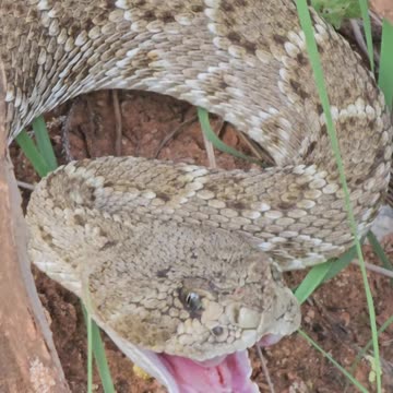 Western Diamondback Rattlesnake