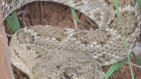 Western Diamondback Rattlesnake
