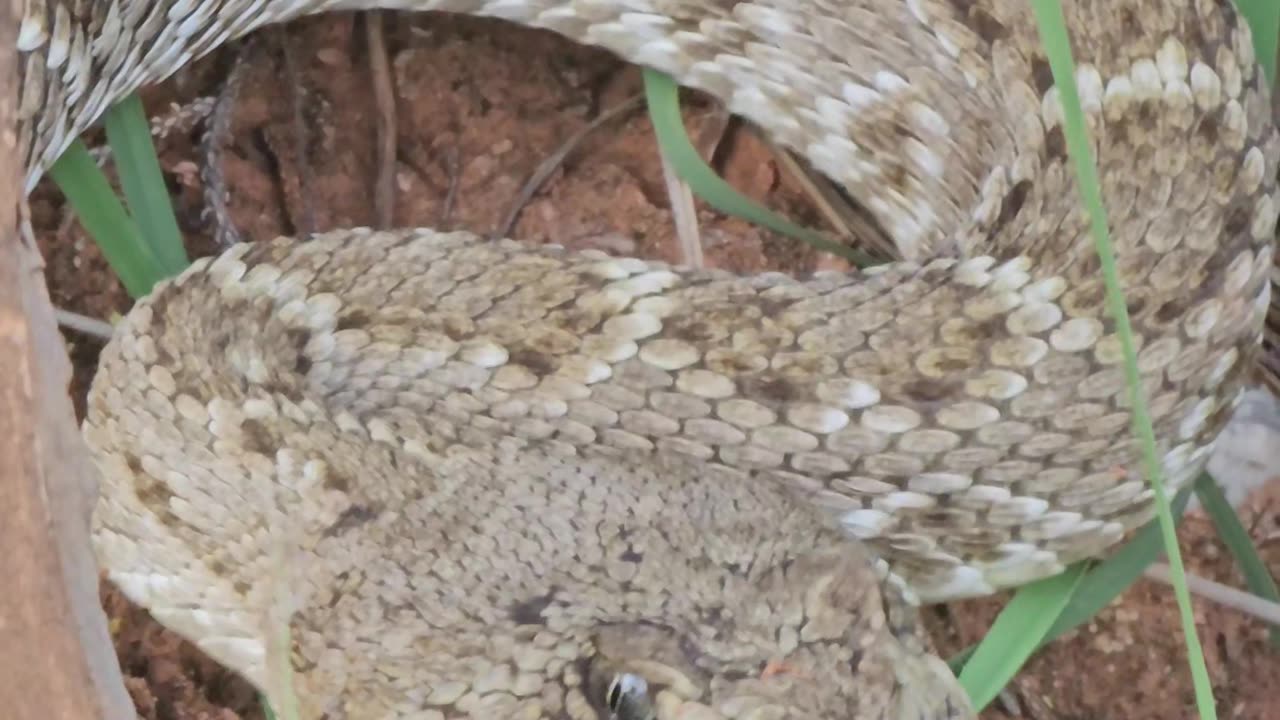 Western Diamondback Rattlesnake