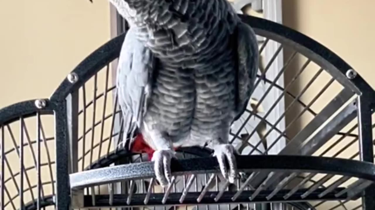 this parrot will break you! 😂