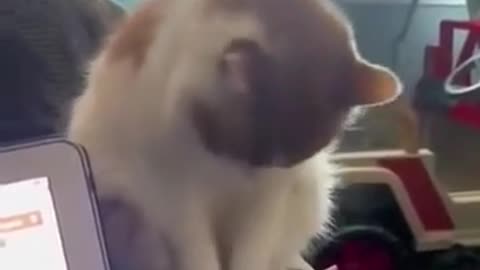 😂🐶 You Won't Believe This Hilarious Pet Imitation! | FunFM