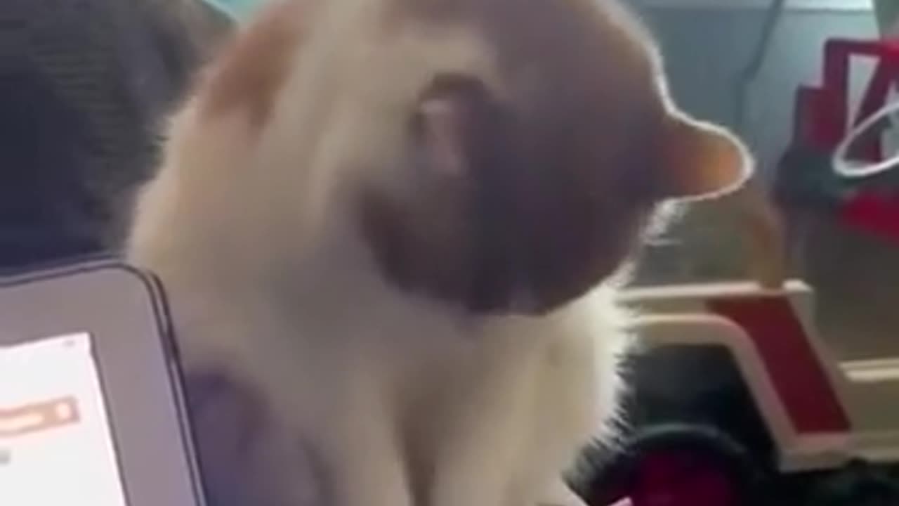 😂🐶 You Won't Believe This Hilarious Pet Imitation! | FunFM