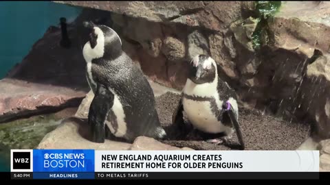 New England Aquarium creates retirement home for older penguins