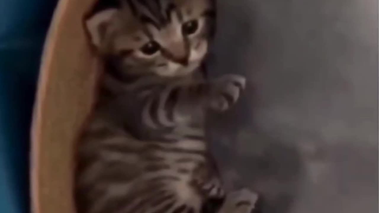 Relaxing Animal Energy 🐾💫 | What’s So Special Here?