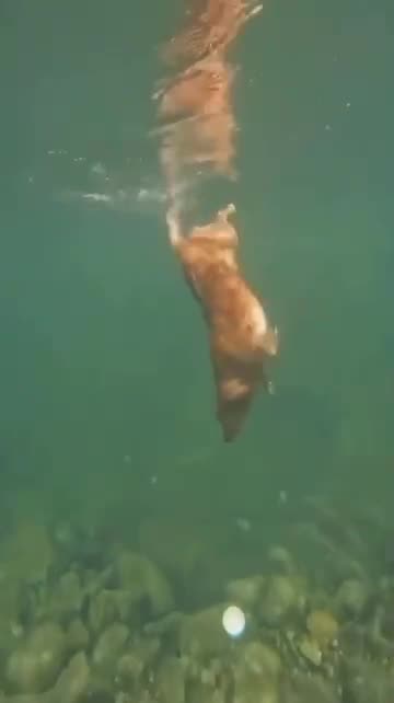 Aquadog