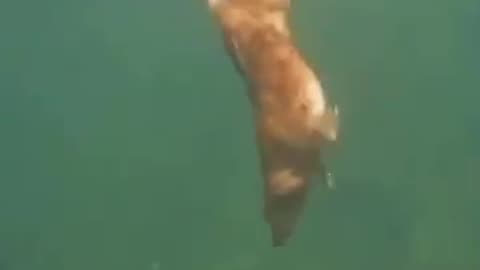 Aquadog