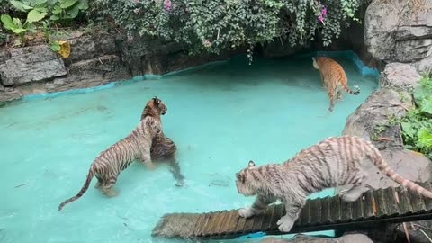 🐯 Zoo Tiger Video