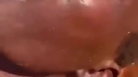 You want to live with these savages? Fuck you Jews!