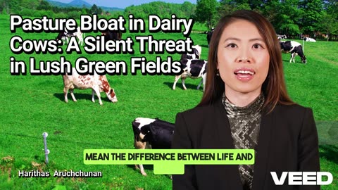 Pasture Bloat in Dairy Cows:A Silent Threat in Lush Green Fields