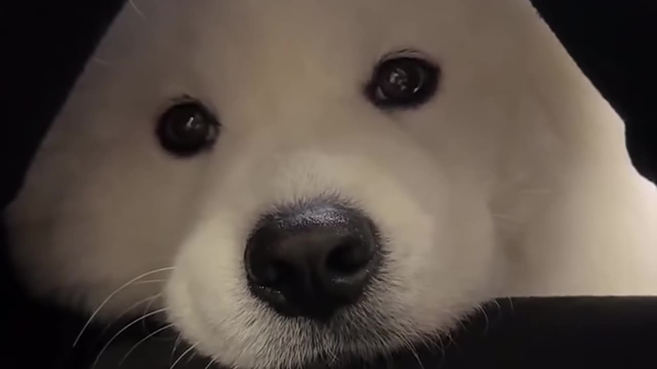 Cute clingy husky