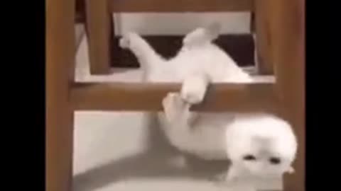 Too Cute to Handle! Funny Animal Moments Caught on Camera 🐾