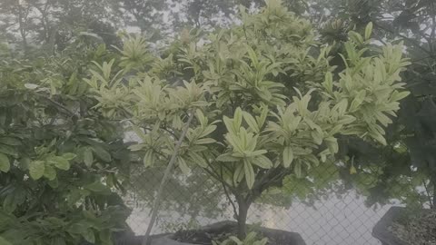 Peony tree in my family_Date 09.19_005