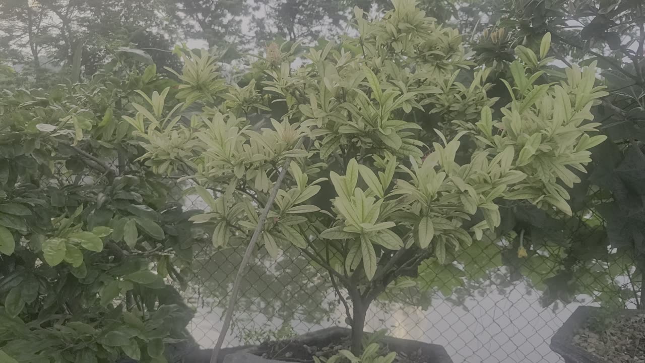 Peony tree in my family_Date 09.19_005