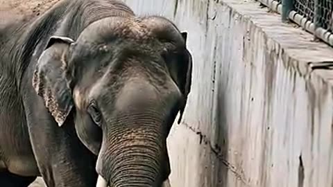 hero elephat saving child