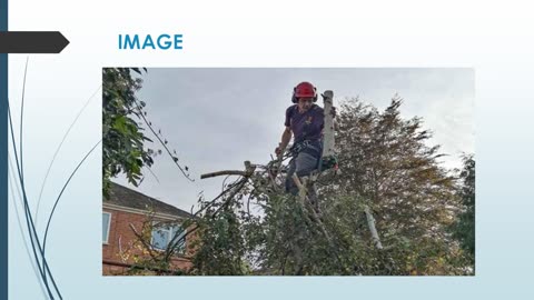 Looking for the best Hedge Trimming in Tupsley
