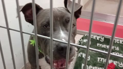 Sizzle 11mos A876193 kennel 190 PACC shelter_20250910_131222067