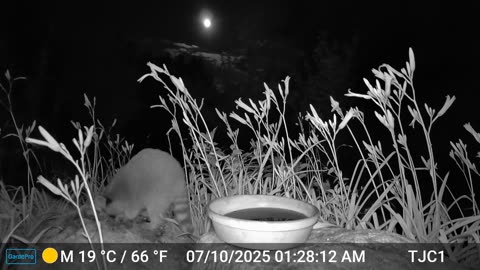 Raccoons: Setting Boundaries 2