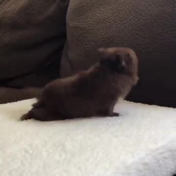 Adorable Puppy Can’t Contain His Excitement 🐶💖 | Cutest Reaction Ever!