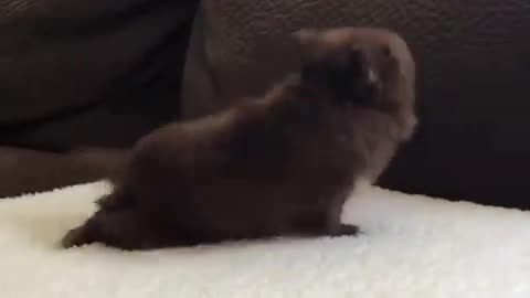 Adorable Puppy Can’t Contain His Excitement 🐶💖 | Cutest Reaction Ever!
