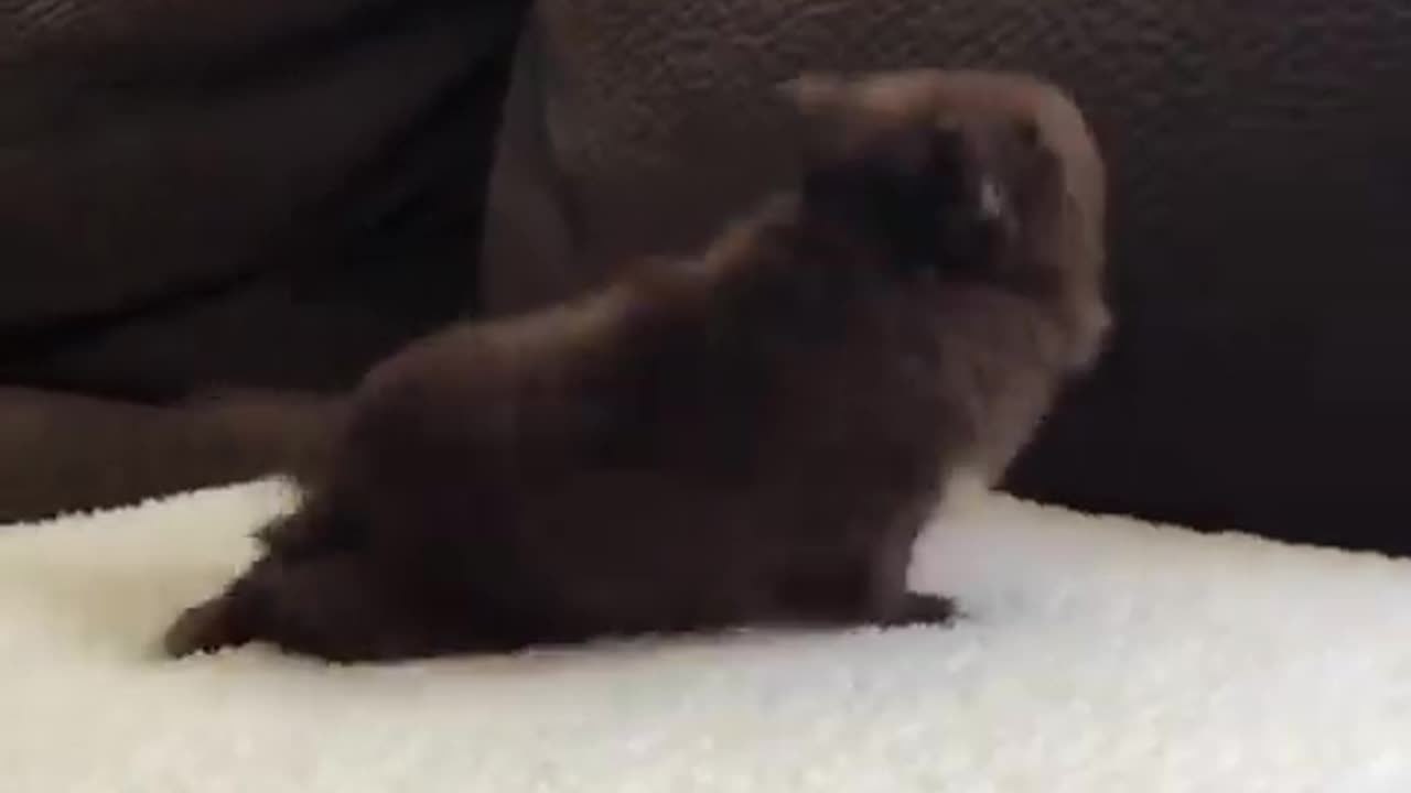 Adorable Puppy Canโt Contain His Excitement ๐ถ๐ | Cutest Reaction Ever!