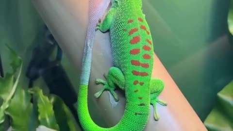Lizard Sheds Its Skin – Nature’s Renewal on a Tree