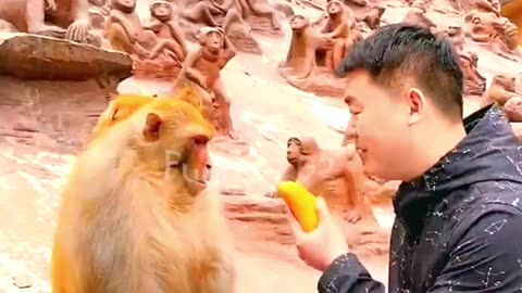 Funny Monkey