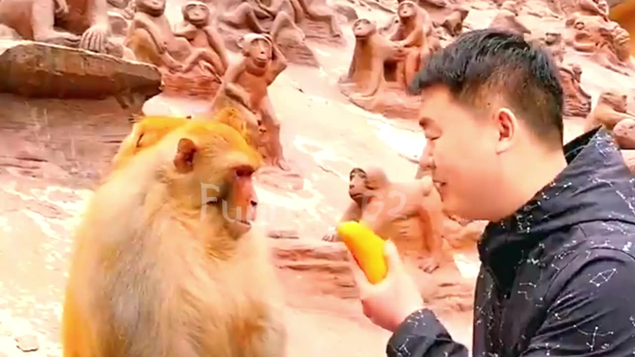 Funny Monkey