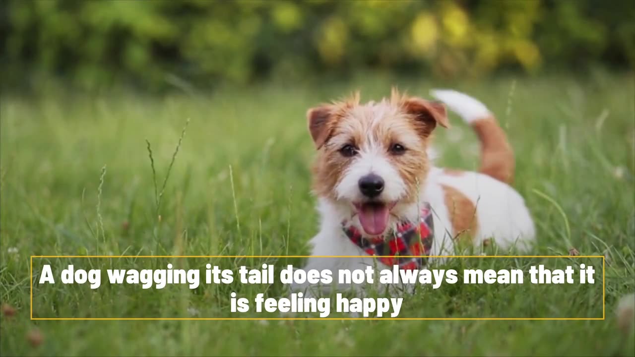 Busting 5 Popular Dog Myths Every Pet Lover Should Know!