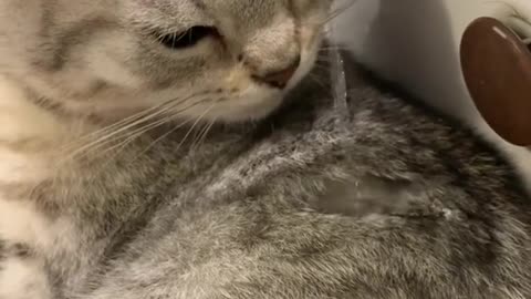 《Cat vs. Cucumber - Epic Battle Reactions! 》
