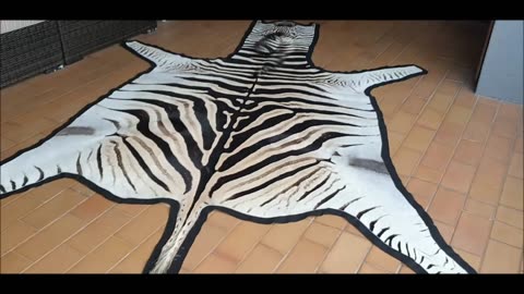 MASSIVE felted Burchell Zebra Rug