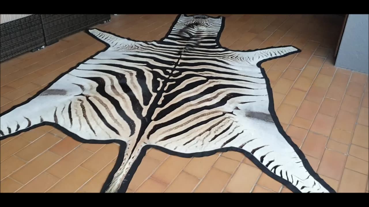 MASSIVE felted Burchell Zebra Rug
