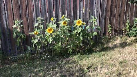 Beautiful Flowers