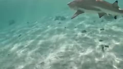 Shark Sneeze