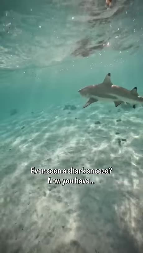 Shark Sneeze