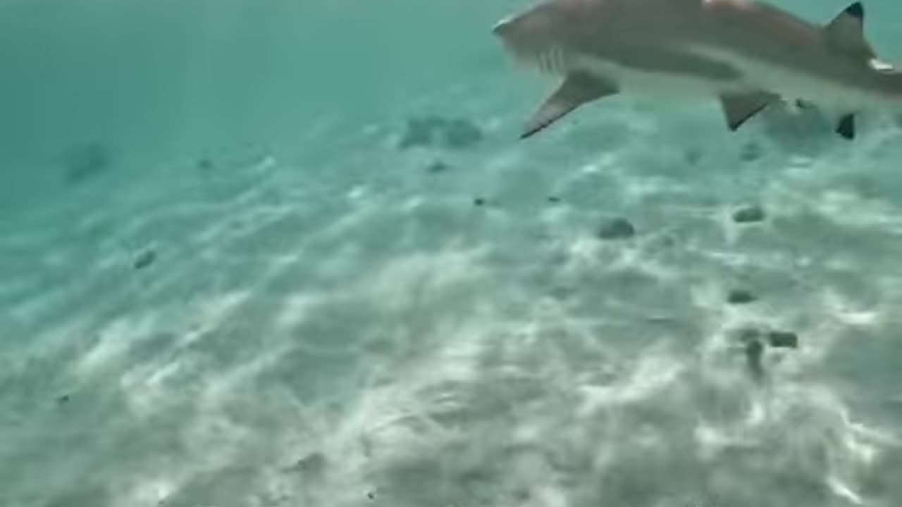 Shark Sneeze