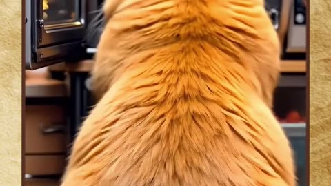 the cat #Cats #Kitten #Kittens #fypシ゚viralシ #Meow the cat