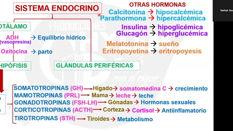 VONEX REPASO 2025 | Semana 06 | Anatomía