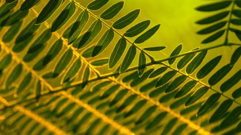 Episode 23: Bugleweed: A Specific Herb for the Thyroid