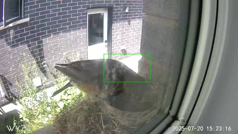 Latest hatchlings activity