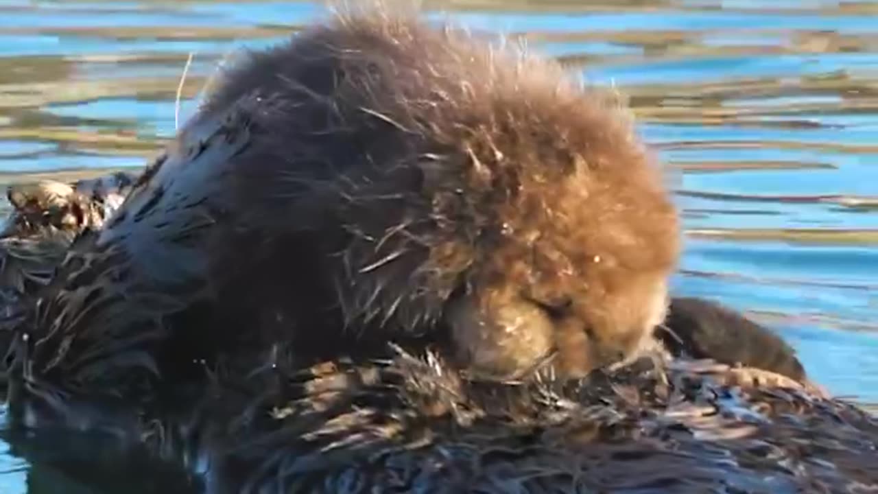 Otter playfulness