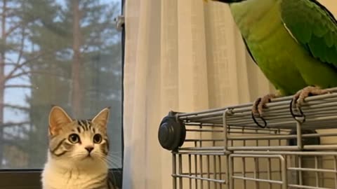 The cat surprised when face with that situation