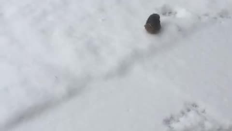 Quail snow walk